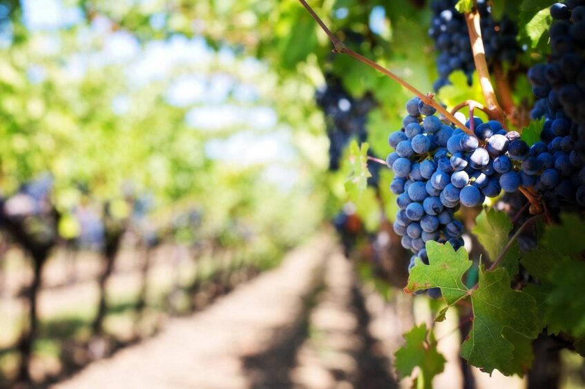 grapes in a winery