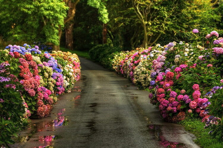 Memory Lane Floral Path